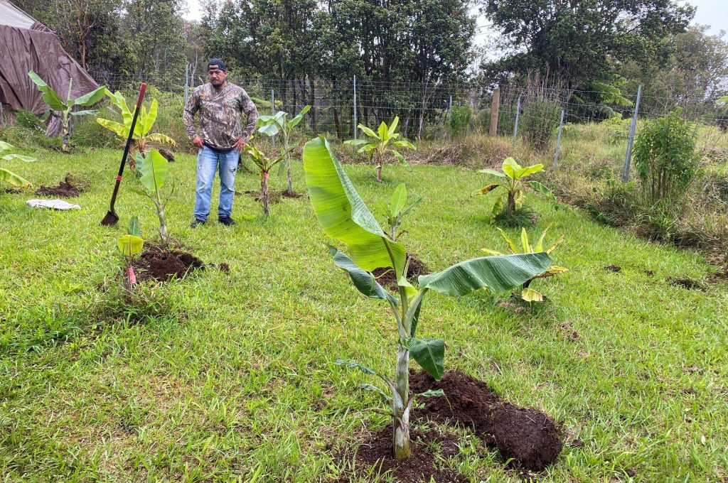 HVO - Banana tress planted