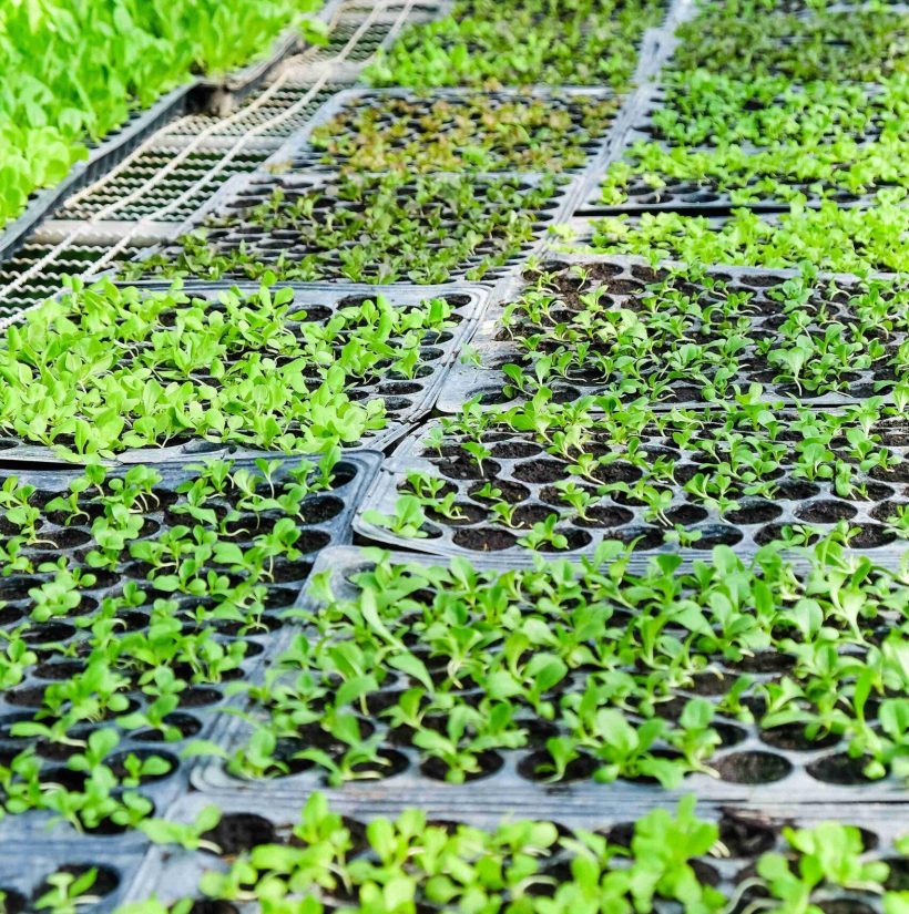 plants-growing-greenhouse